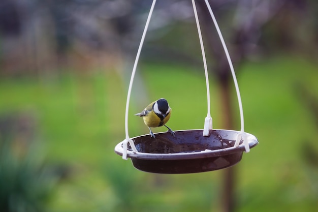 Kohlmeisevogel, der auf einer Samendose sitzt.