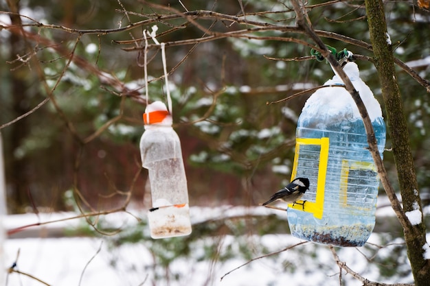 Kohlmeisevogel sitzt auf einem Feeder aus Plastikflasche. Sonniger Wintertag. Stock Foto