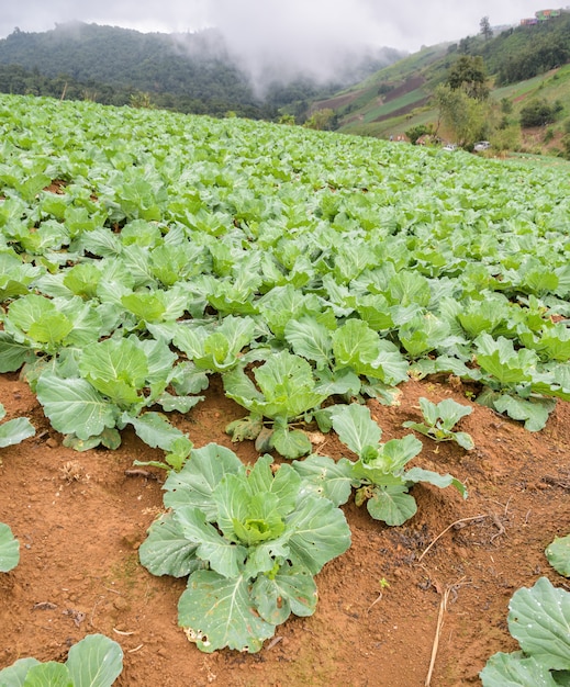 Kohlplantage auf dem Berg