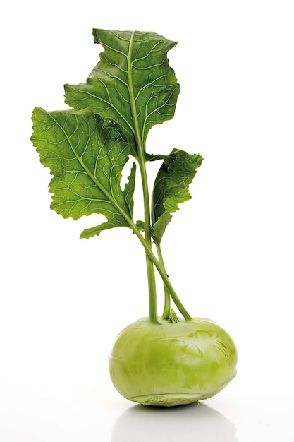 Kohlrabi mit Blättern, erhöhte Ansicht