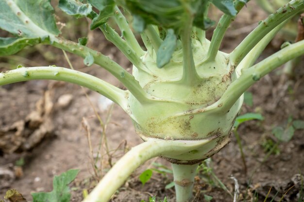 Kohlrabi wächst im Garten Kohlrabi Kohl erntereif