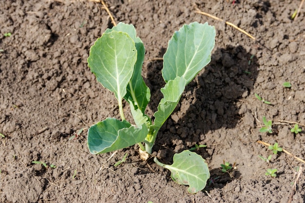 Kohlsämling in einem Gemüsegarten