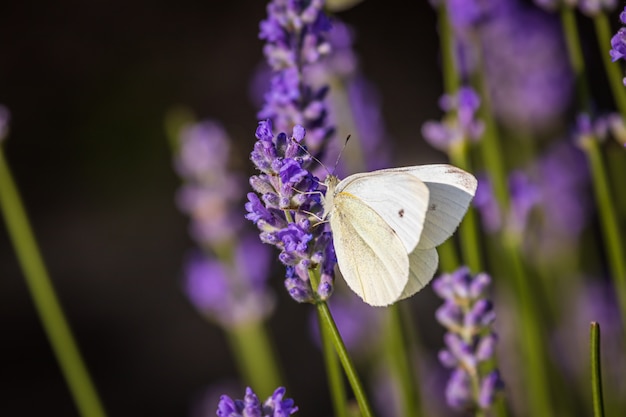 Kohlschmetterling auf Lavendel im Garten