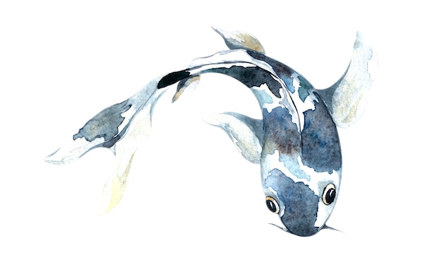 Koi azul acuarela, hermosos peces aislados, ilustración acuarela, dibujo a mano