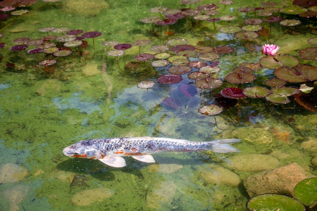 Koi carpa em um lago de jardim japonês