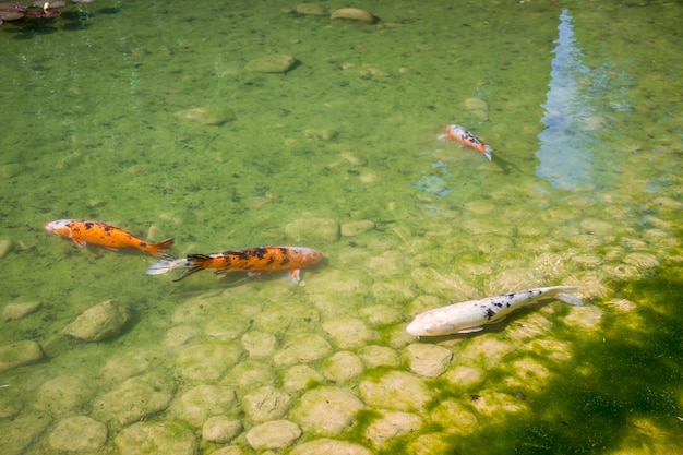 Koi carpa em um lago de jardim japonês