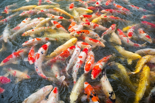Koi carpas japonesas nadando