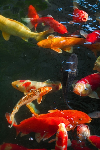 Koi, Fancy Carp schwimmen über Wasser