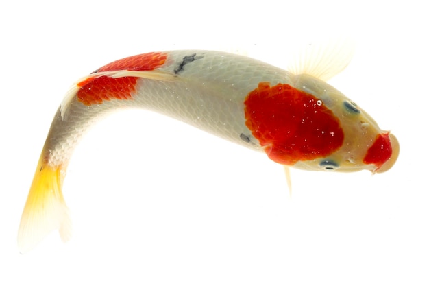 Koi-Fisch isoliert auf schwarzem Hintergrund Goldfisch im Aquarium