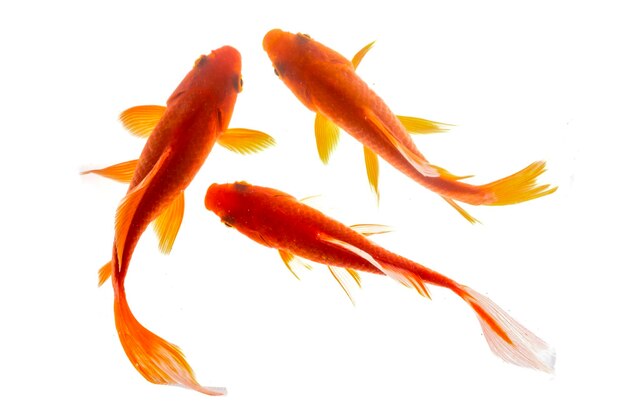 Koi-Fisch isoliert auf schwarzem Hintergrund Goldfisch im Aquarium