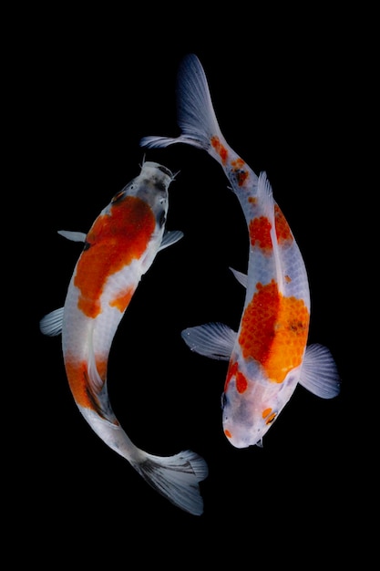 Koi-Fisch schwarzer Hintergrund