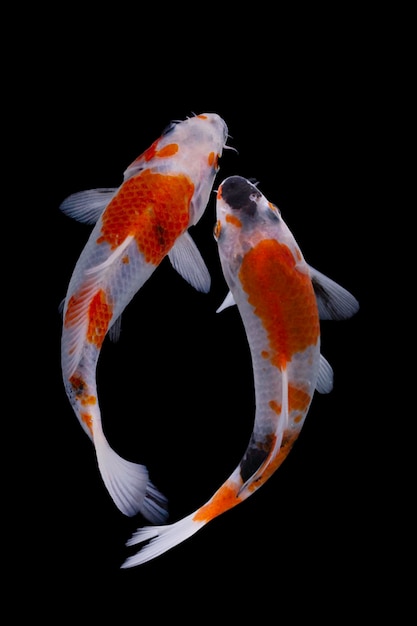 Koi-Fisch schwarzer Hintergrund