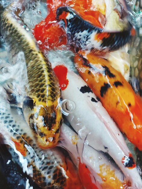 Foto koi-fisch