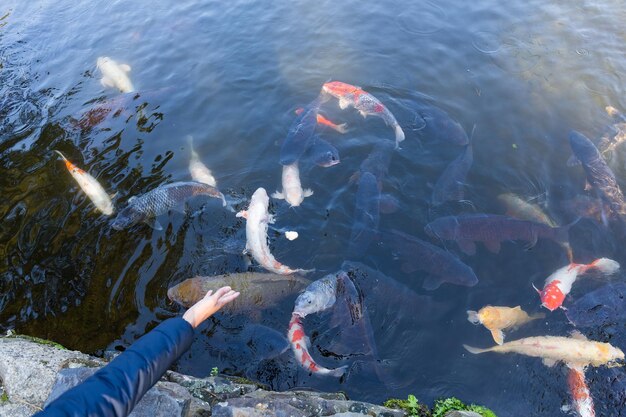 Koi-Fische füttern