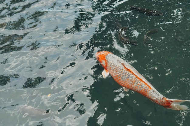 Koi-Fische im balinesischen Teich