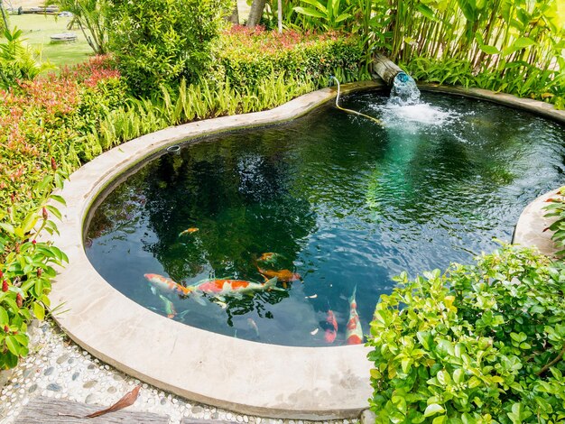 Foto koi-fische im koi-teich im garten