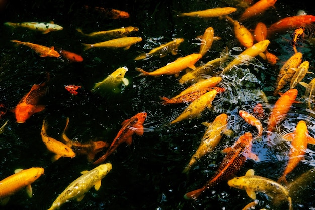 Koi-Fische im Teich bunte Karpfen