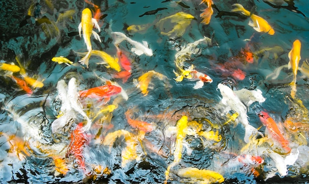 Koi Fische im Teich, bunter natürlicher Hintergrund