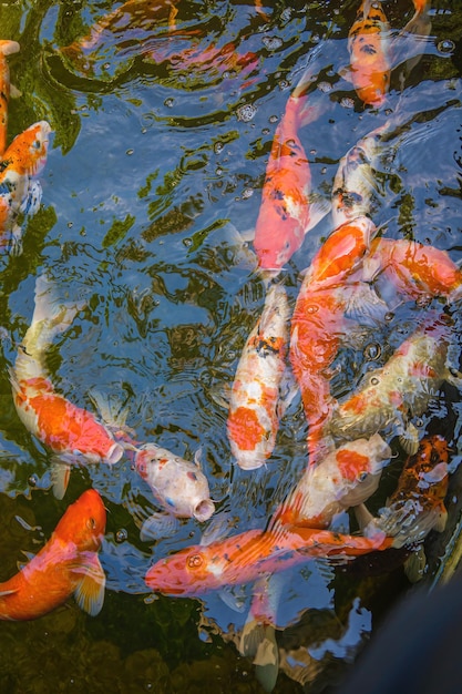 Koi-Fische schwimmen in künstlichen Teichen mit schönem Hintergrund im klaren Teich Bunte Zierfische schweben in einem künstlichen Teich Blick von oben