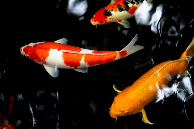 Foto koi fish na lagoa de peixes koi fish nadando na lagoa