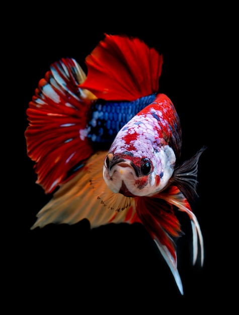 Koi Galaxie Phantasie Betta Fisch.