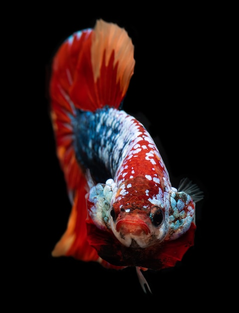 Koi Galaxie Phantasie Betta Fisch.