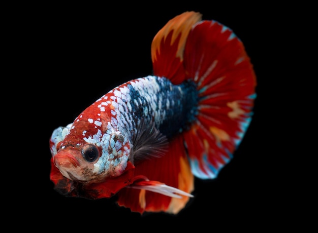 Koi-Galaxie Phantasie Betta Siamesische Kampffische bewegende Aktion mit schwarzem Hintergrund.