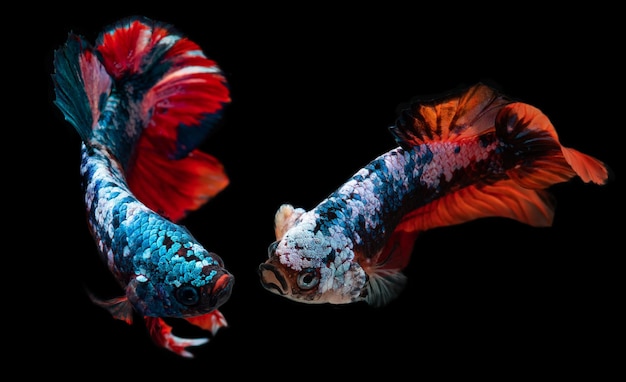 Koi galaxy chique betta peixe lutador siamês em movimento com fundo preto.