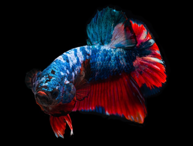 Koi galaxy fantasía pez betta.