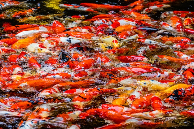 Koi im Teich für das Hintergrundbild