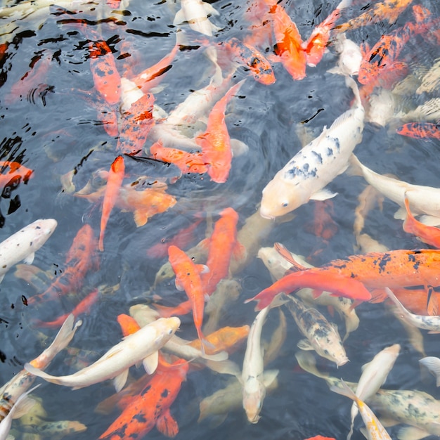 Koi - Japanische Karpfenfische in verschiedenen Farben im Teich