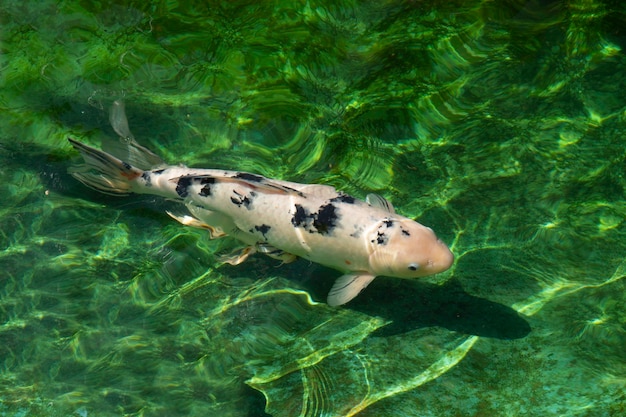 Koi japonês na lagoa verde.