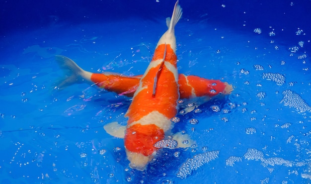 Koi Karpfen Fisch Japan Phantasie Farbe