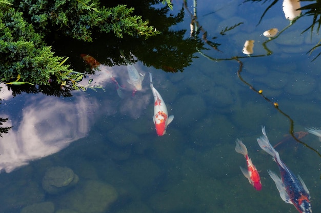 Koi-Karpfen-Fische Japanische Schwimmen im Teich. Bunte dekorative Fische schwimmen im Teich. Konzept der roten und orangefarbenen Farben der exotischen Fische.