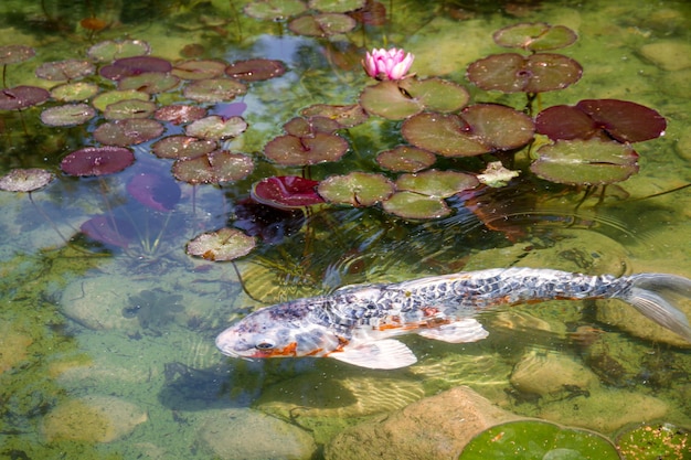 Koi-Karpfen in einem japanischen Gartenteich