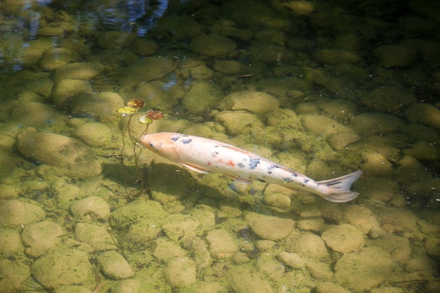 Koi-karpfen in einem japanischen gartenteich