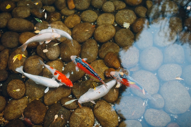 Koi-karpfen wite und bunt schwimmen im künstlichen teich.