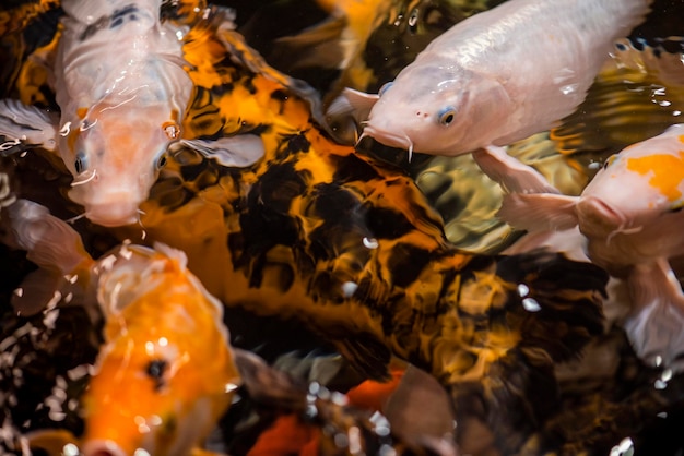 Koi nadam no jardim aquático, carpa, koi, koi nadam na lagoa. Lírio branco e nenúfares na água