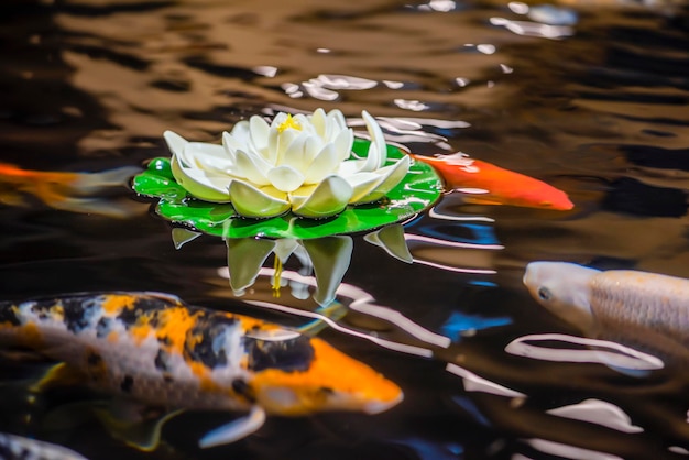 Koi nadam no jardim aquático, carpa, koi, koi nadam na lagoa. lírio branco e nenúfares na água