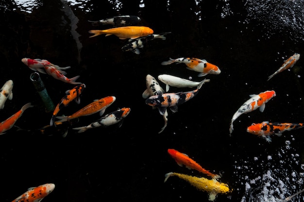 Koi nadando em um jardim aquáticoPeixe koi coloridoDetalhe de carpa japonesa colorida nadando na lagoa