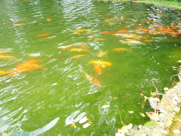 Foto koi o carpa brocada nishikigoi son peces domesticados ornamentales criados a partir de la subespecie amur de cyprinus carpio carpa euroasiática o europea, pez común de agua dulce de aguas eutróficas