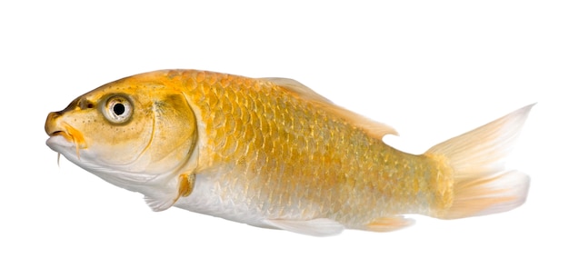 Koi ogon amarelo - cyprinus carpio em branco isolado