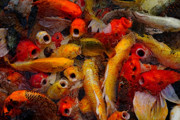 Foto koi peces de colores