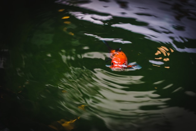 Koi peixe nadando em uma lagoa no jardim