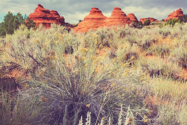 Foto kojote-buttes