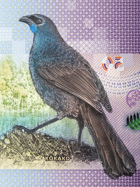 Kokako ein Porträt aus Neuseeland-Dollar