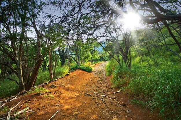 Koko Head Sendero para caminatas Punto de observación de la montaña al atardecer Vibrantes y hermosos árboles altos a lo largo de un sendero en un bosque Ambiente tranquilo y relajante de la naturaleza con vistas relajantes en una jungla pintoresca y tranquila