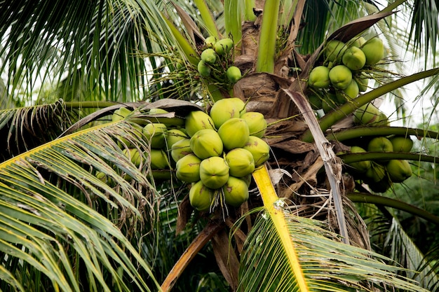 Kokosnüsse auf einem Kokosnussbaum auf einer Bio-Farm in der thailändischen Provinz Samut Songkram