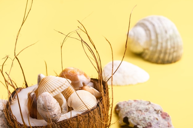 Kokosnüsse und Muscheln auf gelbem Hintergrund .Marine-Thema