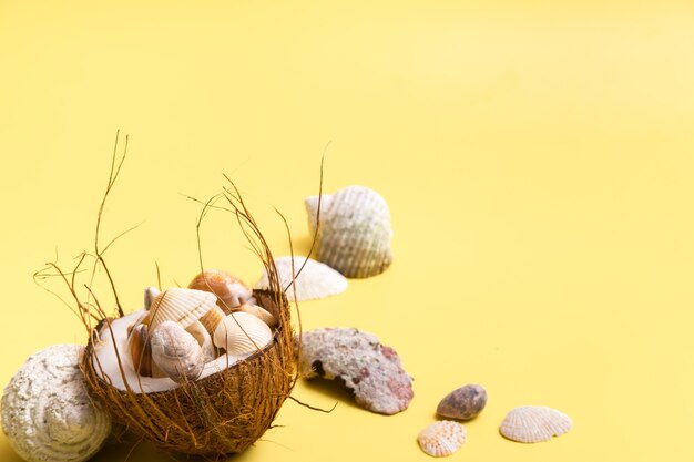 Kokosnüsse und Muscheln auf gelbem Hintergrund. Marine-Thema.
